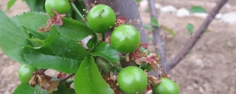樱桃硬核期使用什么肥