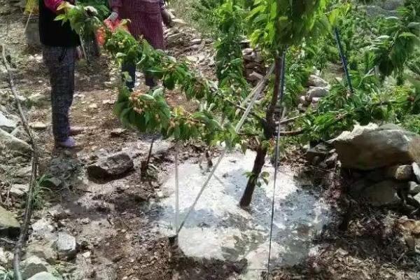 樱桃硬核期施什么肥