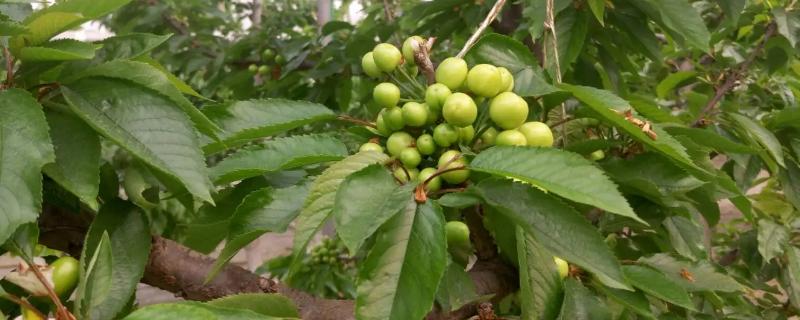 樱桃膨果期使用什么肥