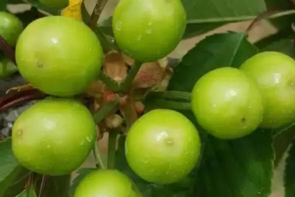 樱桃膨果期追施哪些肥料