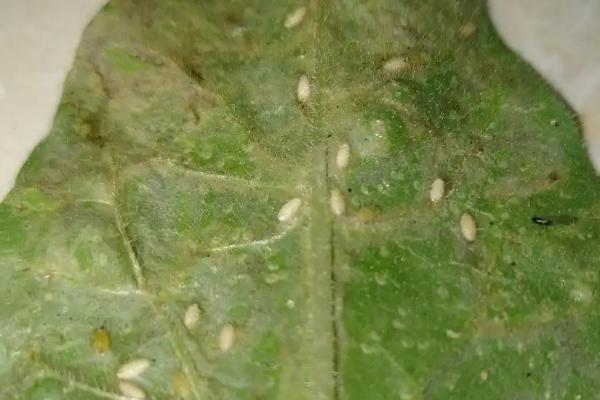 灭杀潜叶蝇的方法