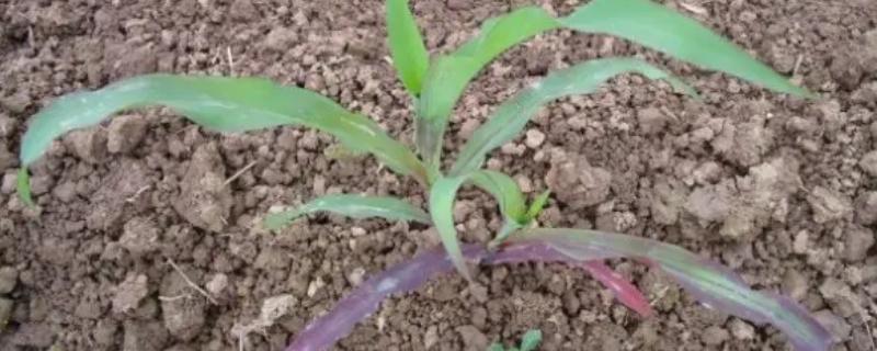 玉米苗发紫不长怎么办