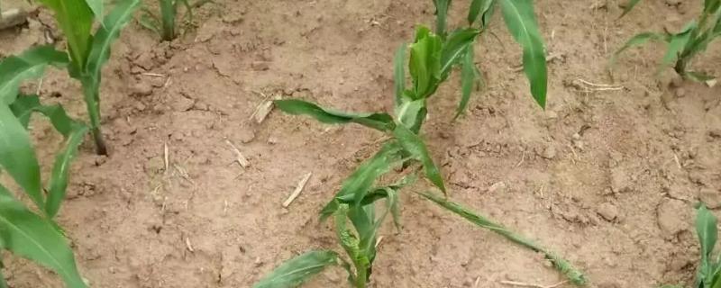 玉米苗断了还能发出来吗