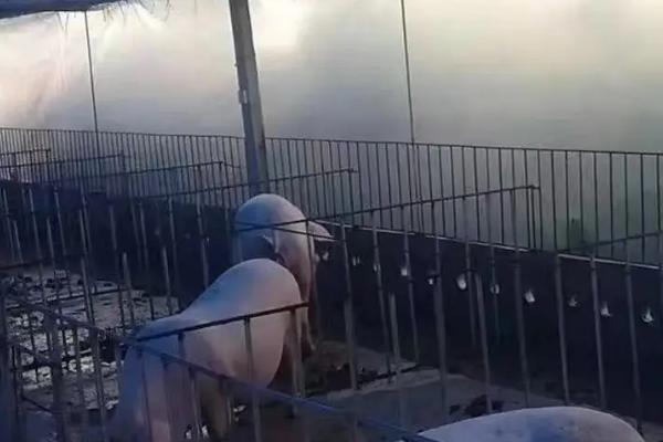 怎么防治猪舍里面的苍蝇