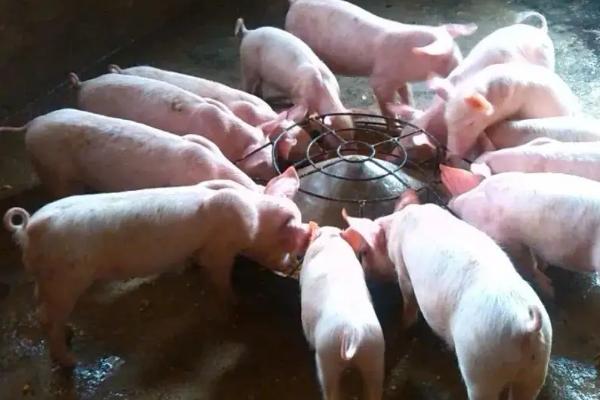 母猪饲料配方