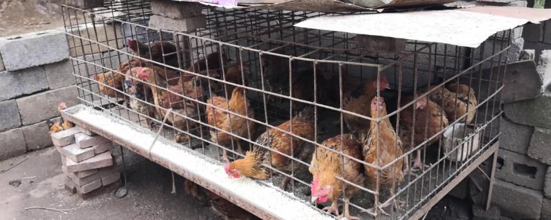 鸡窝里面的鸡虱子怎么杀死