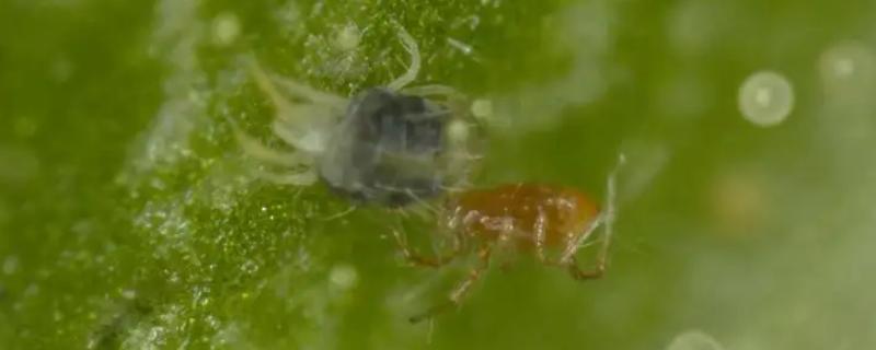 捕食螨怎么使用才有效