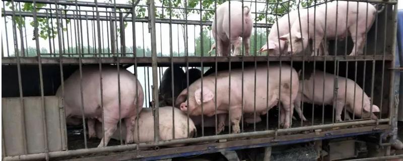 猪瘟会不会传染牛羊