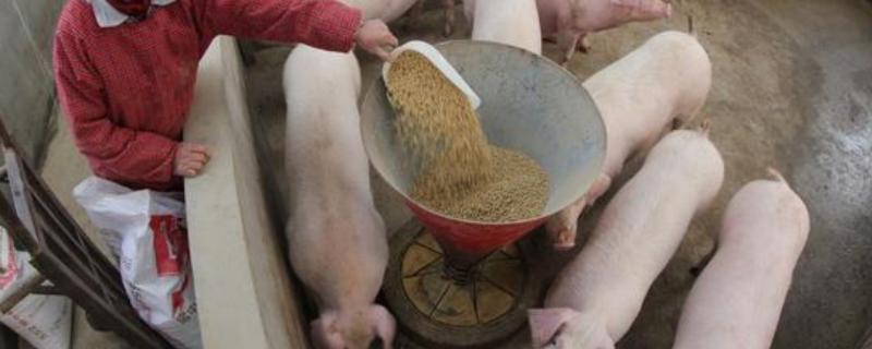 猪颗粒饲料能不能加水拌湿料