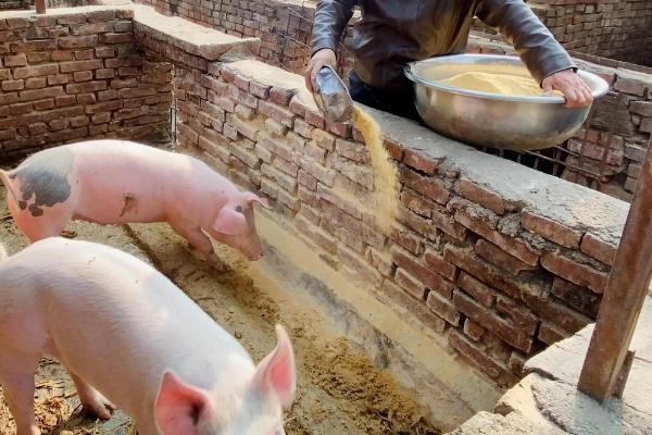 猪颗粒饲料能否加水拌湿