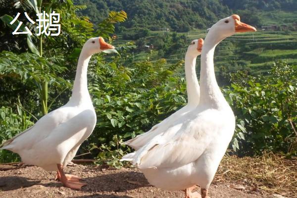 如何辨别公鹅与母鹅