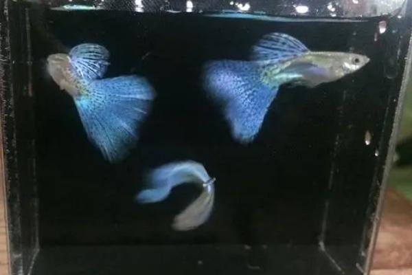 养殖孔雀鱼的方法与注意事项