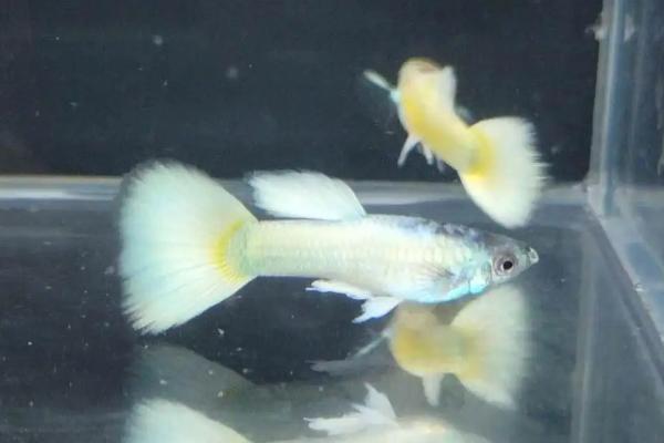 养殖孔雀鱼的方法与注意事项
