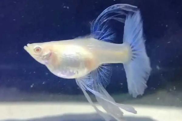 养殖孔雀鱼的方法与注意事项