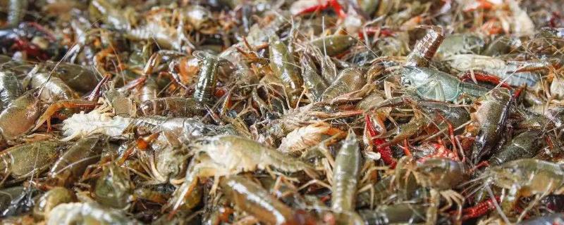龙虾规格怎么划分