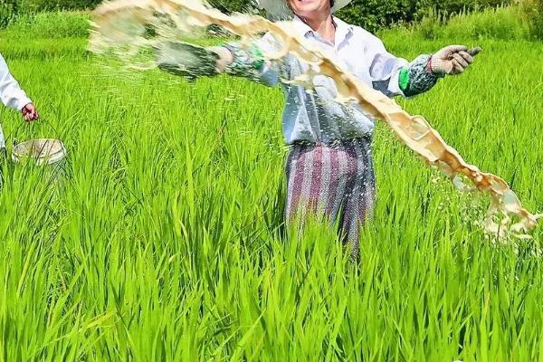 水稻亩施多少尿素与复合肥
