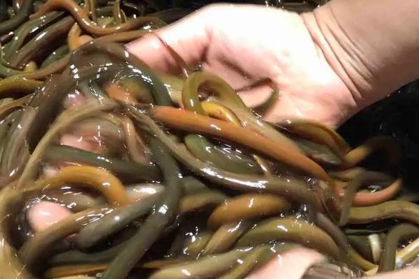人工繁殖黄鳝和苗种培育方法