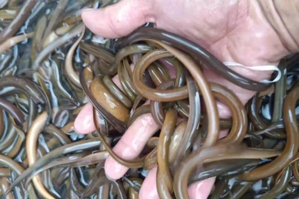人工繁殖黄鳝和苗种培育方法