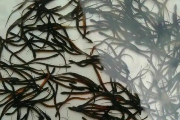 人工繁殖黄鳝和苗种培育方法