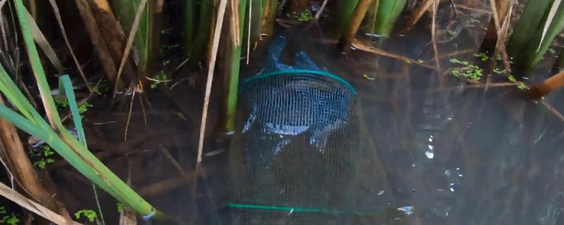 下黄鳝笼蚯蚓要活得还是死的