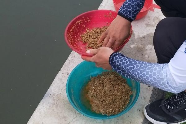 下黄鳝笼是否需要活蚯蚓