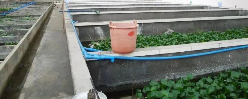 水泥池养黄鳝要泥巴吗