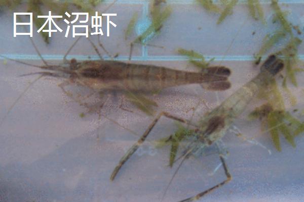 小龙虾的品种