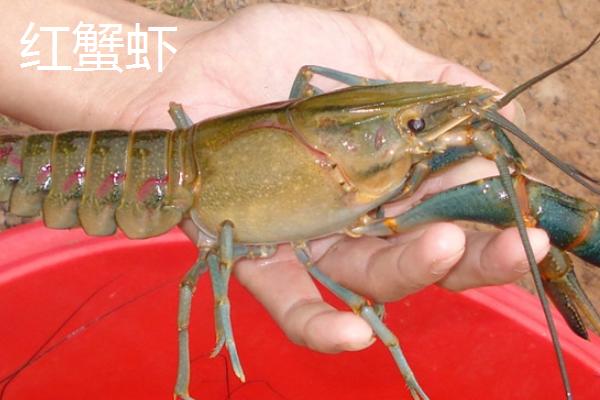 小龙虾的品种