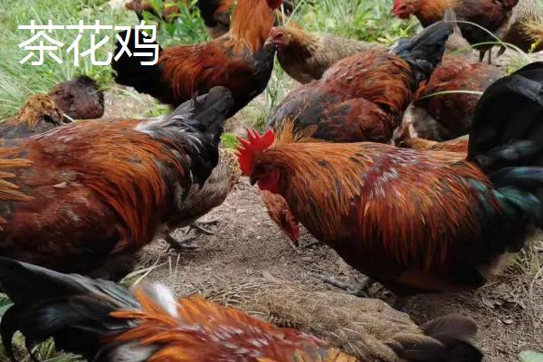 肉鸡品种