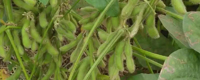 徐豆25大豆品种介绍