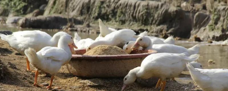 家养的鸭子喂养方法