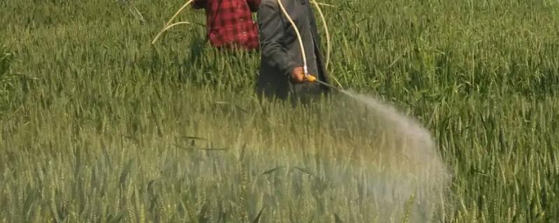小麦快成熟的时候需要打药吗