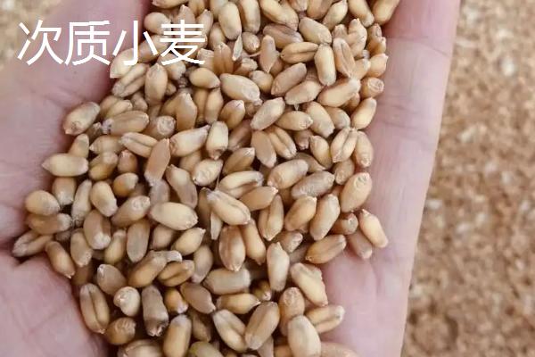 雨后收获的小麦品质有何变化