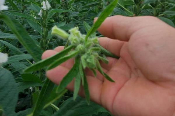 种植芝麻如何提高产量