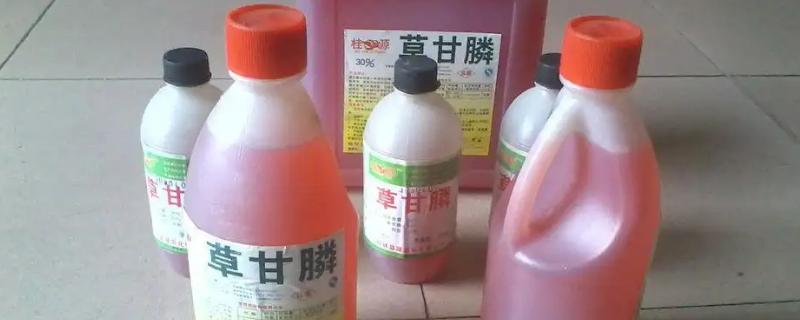 草甘膦对玉米苗有害吗