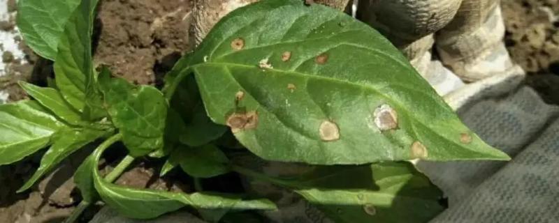 青椒病害图片及用药