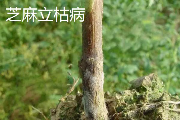 芝麻直接撒在地上能不能出苗