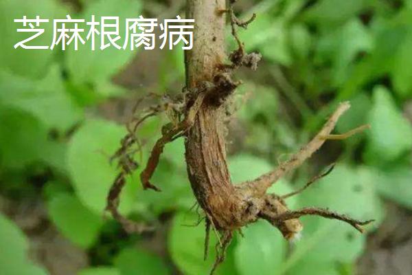 芝麻直接撒在地上能不能出苗