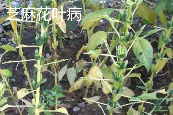 芝麻直接撒在地上能不能出苗