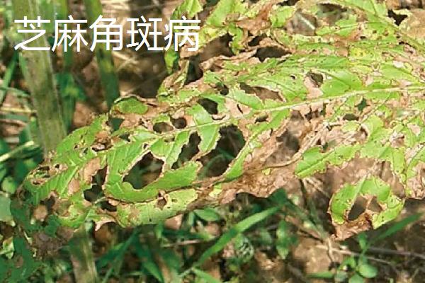 芝麻直接撒在地上能不能出苗