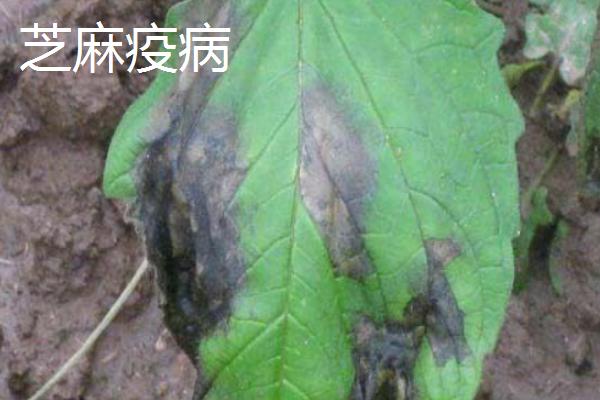 芝麻直接撒在地上能不能出苗