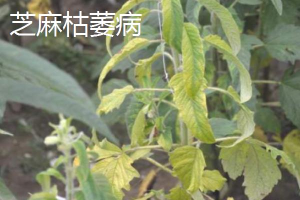 芝麻直接撒在地上能不能出苗