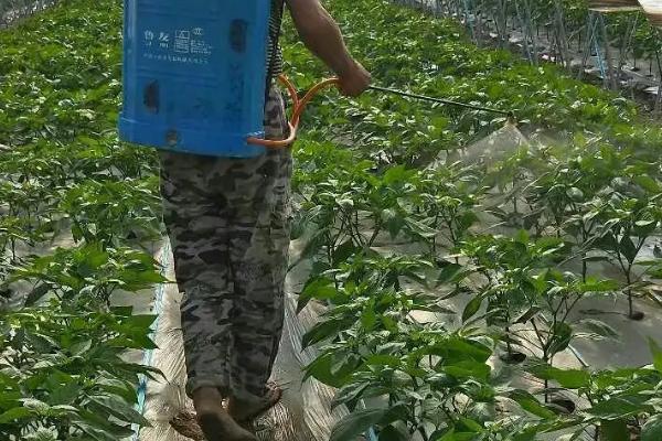 如何对辣椒使用磷酸二氢钾