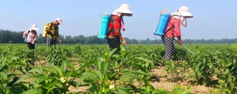 辣椒除草剂打到辣椒上没事吧