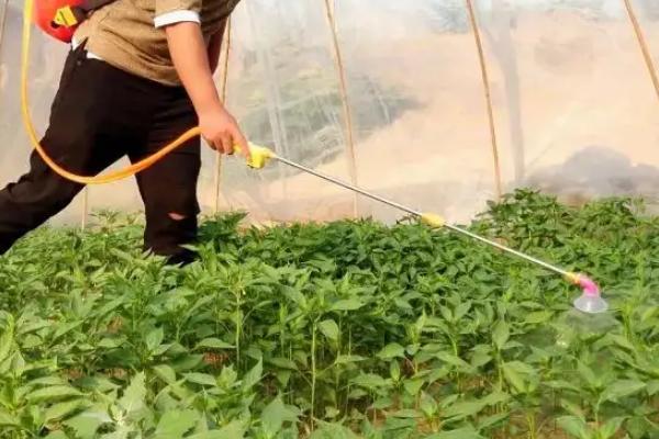 除草剂打到辣椒会不会出现药害