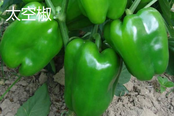 太空椒属于哪类育种方式