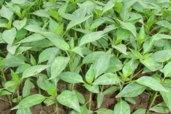 青椒如何种植及剪枝