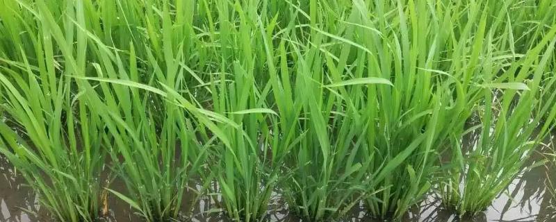 水稻分蘖期的田间管理
