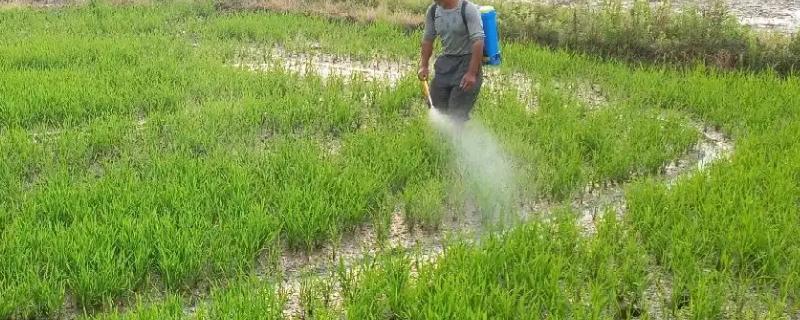 水稻田矮慈姑用什么除草剂