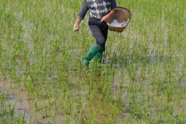用什么药剂防除稻田矮慈姑